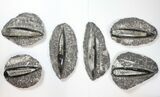 Lot: to Polished Orthoceras Fossils - Pieces #134055-1